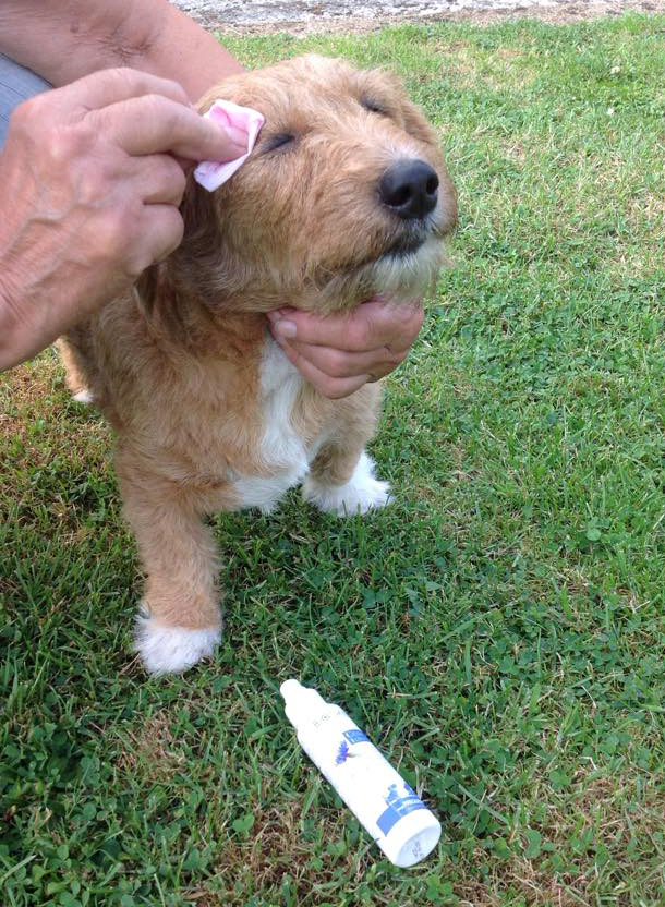 WOUFBOXJUILLET2015_3